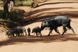 Yala National Park
